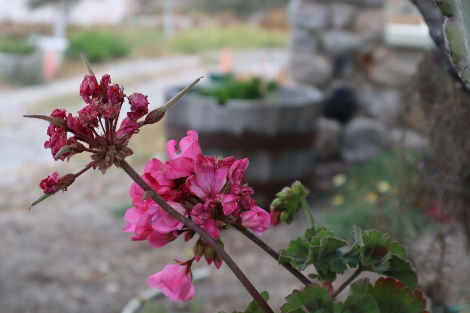 Gasthof St.george & Perivolos (Santorini)